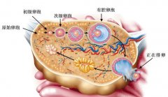 卵子发育不良的女性要如何备孕