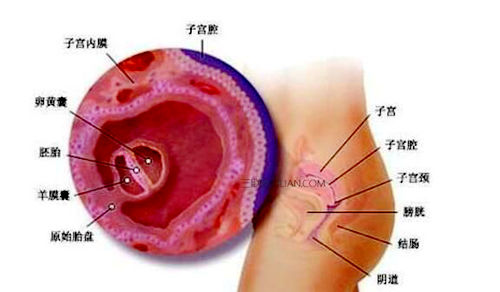 子宫内膜形状
