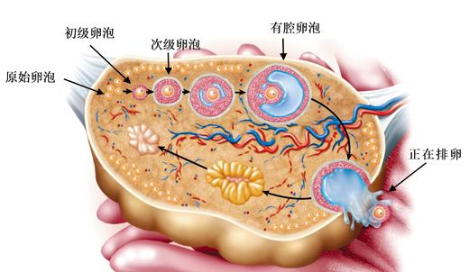 卵泡发育图解