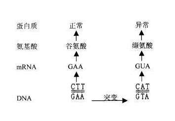 基因突变